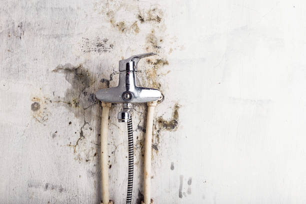Best Best Mold Removal Companies  in Weston, WV