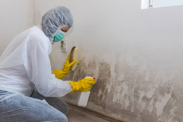 Best Residential Mold Removal  in Weston, WV