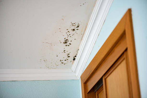 Best Toxic Mold Removal  in Weston, WV