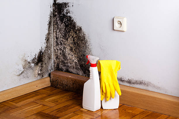Mold Removal and Inspection in Weston, WV